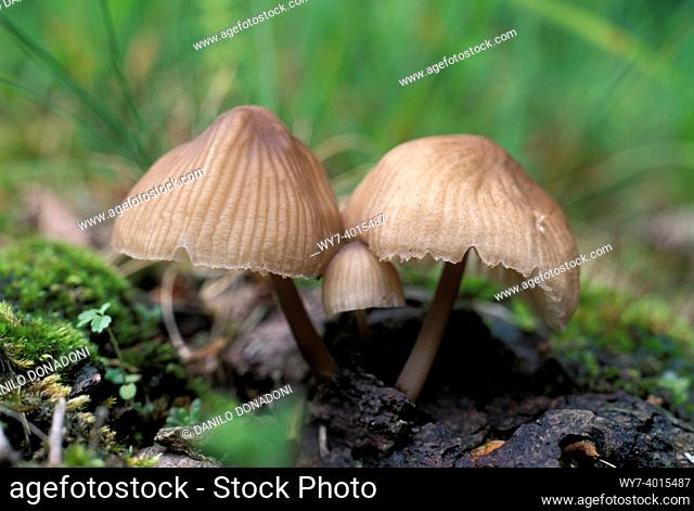 coprinus micaceus inedible mushroom, lonno, italy