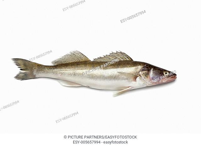 Fresh Zander fish on white background
