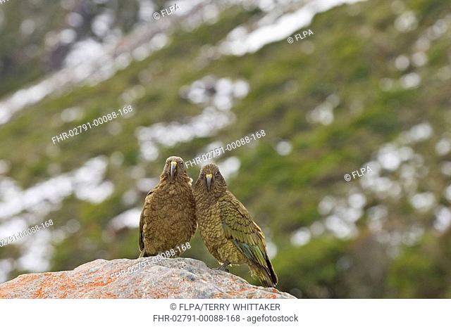 Kea Nestor notabilis adult pair, perched on rock, Arthurs Pass, Southern Alps, South Island, New Zealand