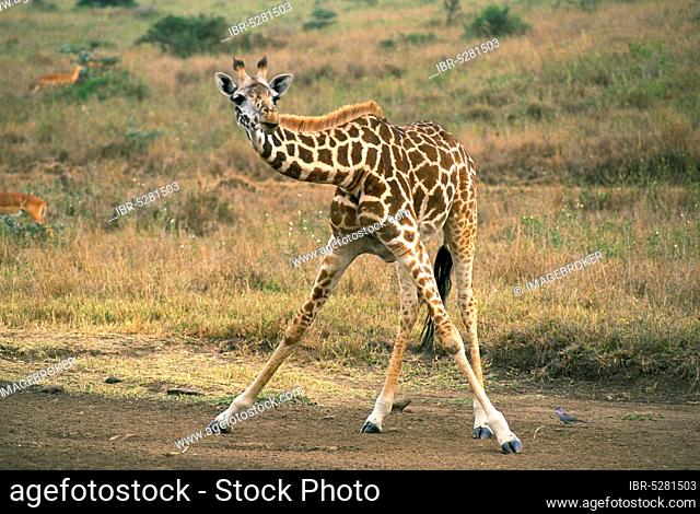 ROTHSCHILD'S GIRAFFE (giraffa camelopardalis rothschildi), READY TO DRINK IN A PUDDLE, KENYA