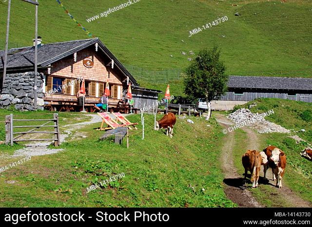 from achensee, maurach through the weißenbachtal up to the weißenbachalm (1607m) between stanser joch and bärenkopf, tyrol, austria, cows
