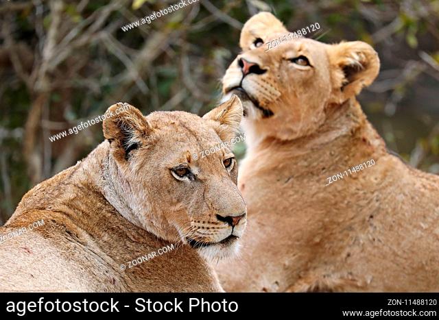 Zwei Löwinnen, Kruger NP, Südafrika - two lionesses, Kruger NP, South Africa