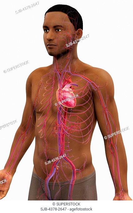 Waist up view of a male figure of African ethnicity with the cardiovascular system visible