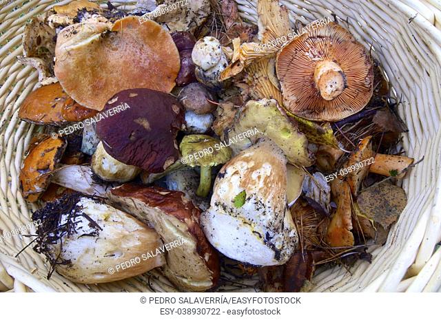 mushroom basket in Pineta Valley, Pyrenees, Huesca, Aragon, Spain