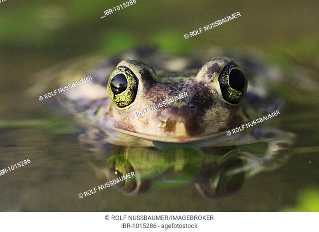 Couch's Spadefoot (Scaphiopus couchii), adult, Willacy County, Rio Grande Valley, South Texas, USA