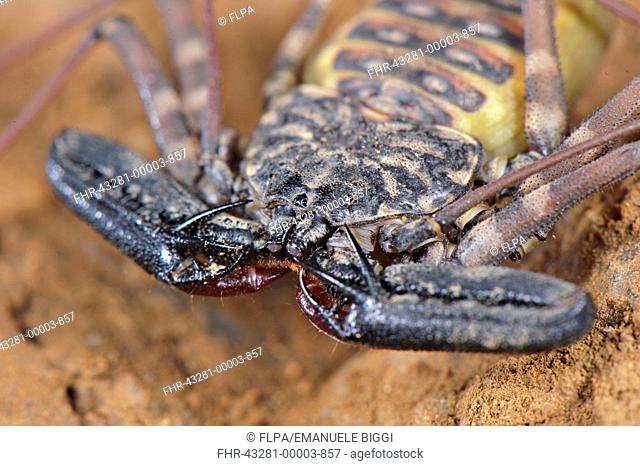 Variegated Tailless Whip Scorpion Damon variegatus adult female, close-up of cephalothorax and pincers, Balule Nature Reserve, Limpopo Province, South Africa