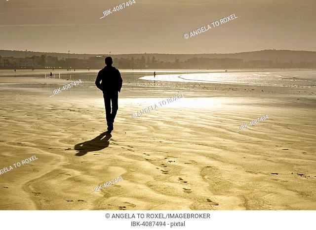 Ramnler on the beach in winter, backlight, Plage Tagharte, Essaouira, Morocco