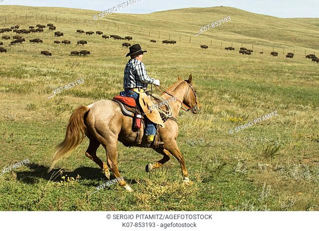 Cowboy at Bison Roundup, Custer State Park, Black Hills, South Dakota, USA