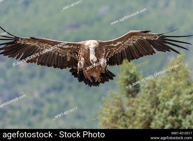Griffon vulture, Gyps fulvus, landing