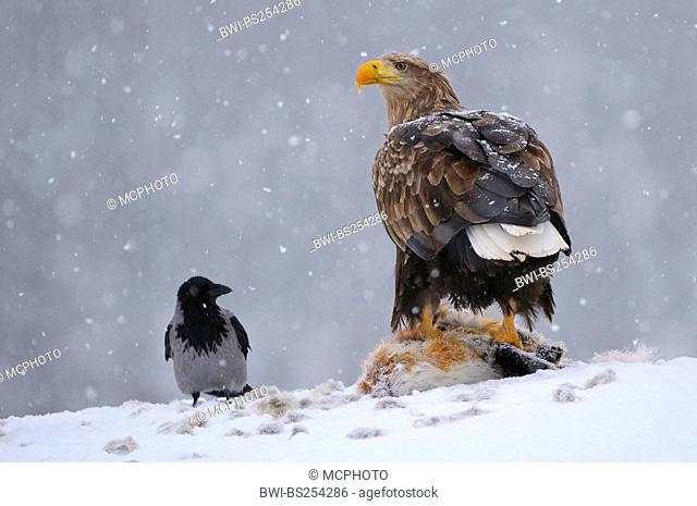 white-tailed sea eagle Haliaeetus albicilla, with a hooded crow at fox cadaver, Norway