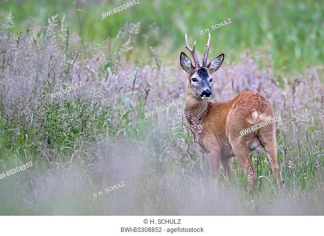 roe deer (Capreolus capreolus), roebuck standing on grass, Germany, Schleswig-Holstein