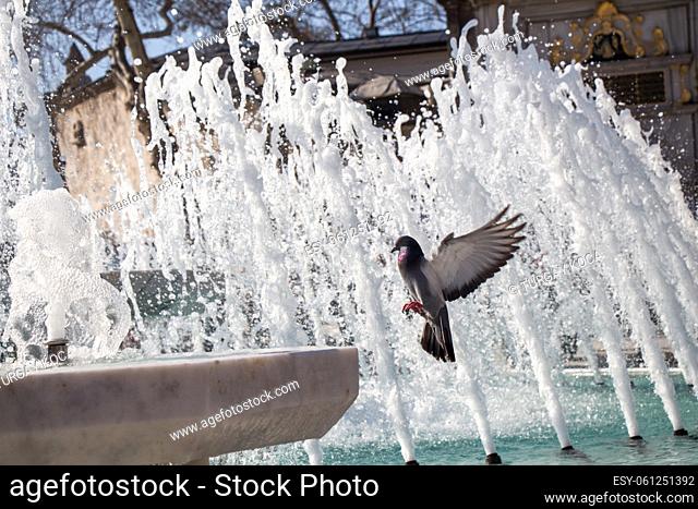 City pigeon by the side of water at a fountain