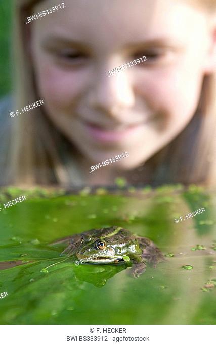 European edible frog, common edible frog (Rana kl. esculenta, Rana esculenta, Pelophylax esculentus), child watching a frog, Germany