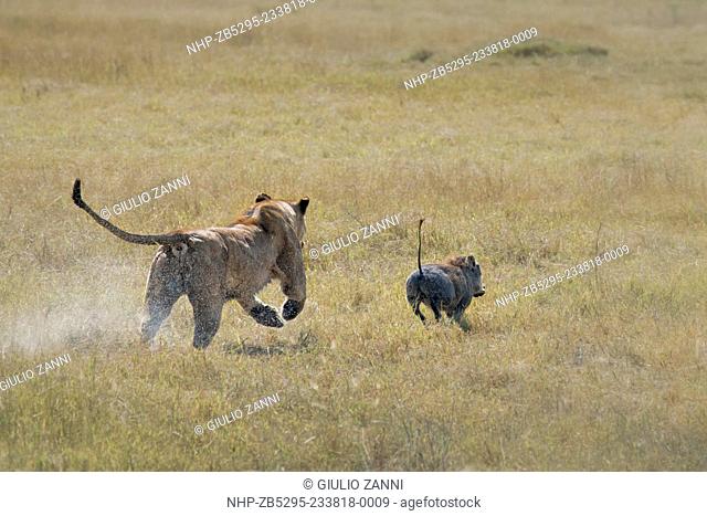 Lion (panthera leo) chasing a warthog, Duba Plains, Botswana