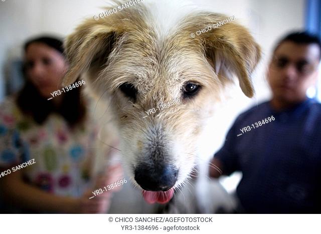 Veterinarians attend a dog at a Pet Hospital in Condesa, Mexico City, Mexico, January 31, 2011