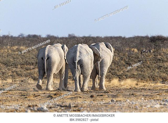 African Elephants (Loxodonta Africana), three bulls, rear view, Etosha National Park, Namibia