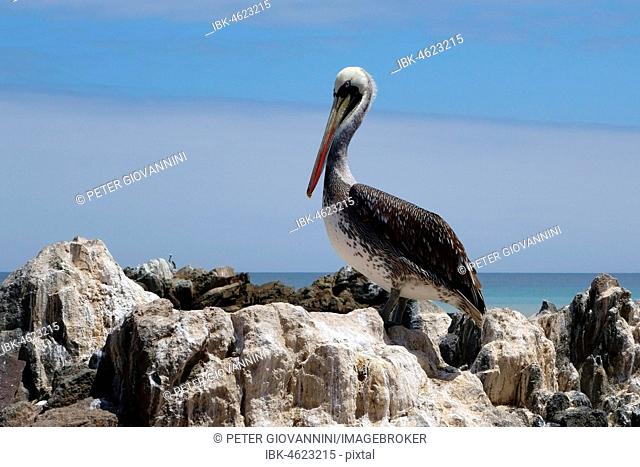 Peruvian Pelican (Pelecanus thagus) on a rock, Pan de Azúcar National Park, near Chañaral, Región de Atacama, Chile