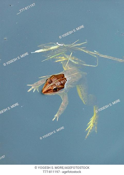 Crab-eating frog. Rana cancrivora. Family Ranidae. Size: up to over 8 cm. It is found in the brackish-water of mangrove streams and also in adjacent damp