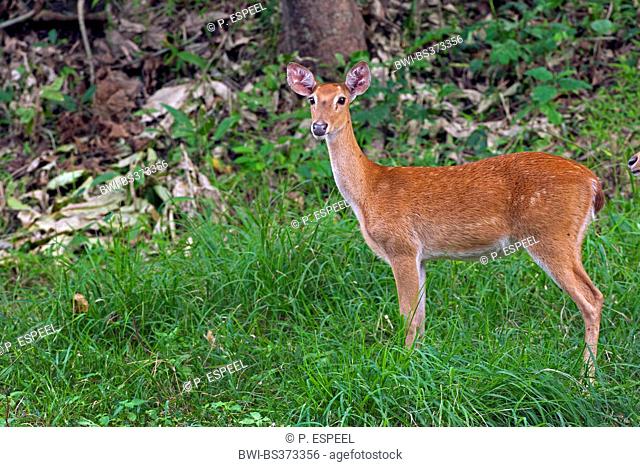 Thamin, Brow-antlered deer, Eld's deer (Panolia eldii, Rucervus eldii, Cervus eldii), standing in a meadow, Thailand, Huai Kha Khaeng Wildlife Sanctua