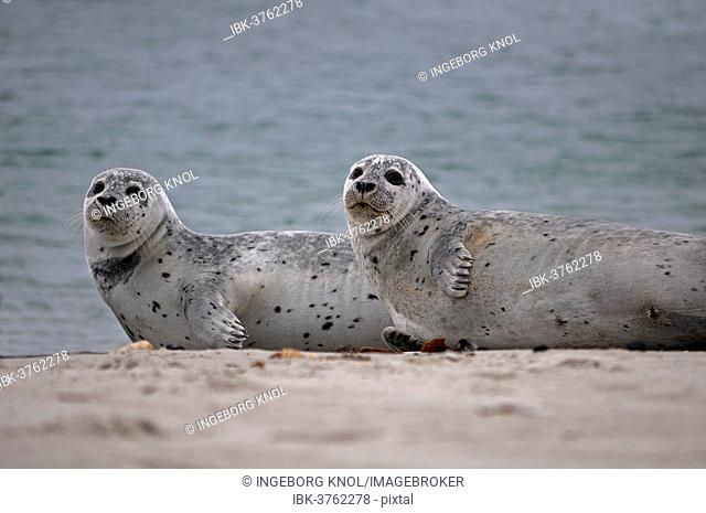 Two Common Seals (Phoca vitulina) on the beach, Düne island, Helgoland, Schleswig-Holstein, Germany