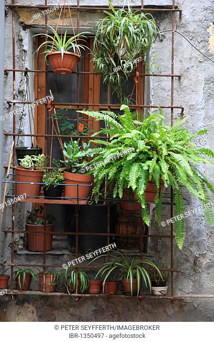 Barred window with plants in flower pots, historic town centre of Ventimiglia, province of Imperia, Liguria region, Riviera dei Fiori, Mediterranean Sea, Italy