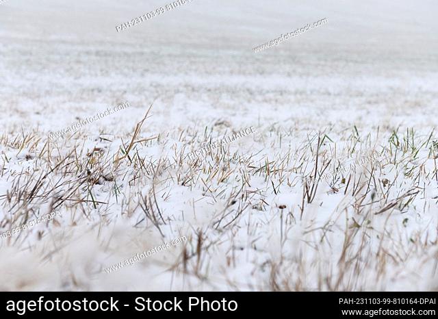 03 November 2023, Baden-Württemberg, Feldberg: Snow lies on a meadow on the Feldberg. The first snowflakes of this fall have fallen on the Feldberg