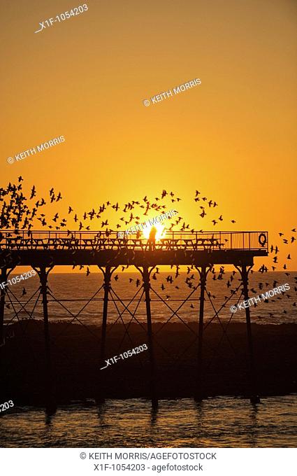 Aberystwyth pier at sunset with starlings roosting, Wales UK