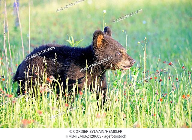United States, Minnesota, Baby black bear (Ursus americanus), in a meadow with wild lupins