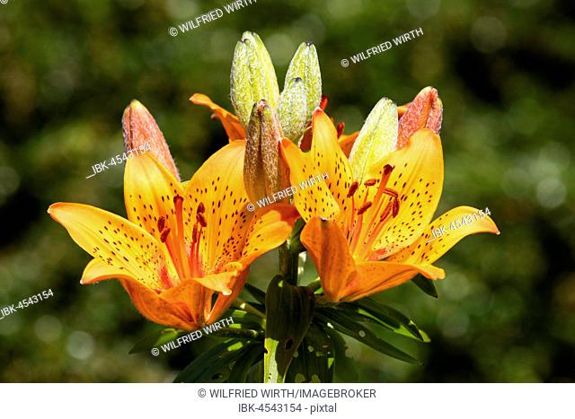 Flowering Fire Lily (Lilium bulbiferum)