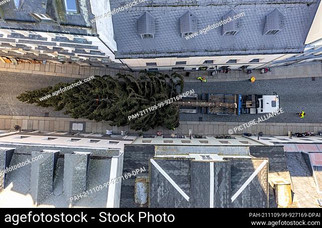 09 November 2021, Saxony, Annaberg-Buchholz: Millimetre work: On a special transport, the 24-metre high spruce for the Annaberg Christmas market rolls through...