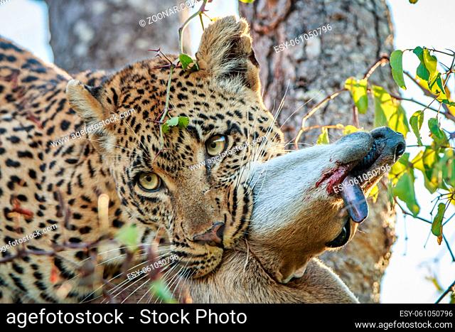 Leopard with a Duiker kill in the Kruger National Park, South Africa