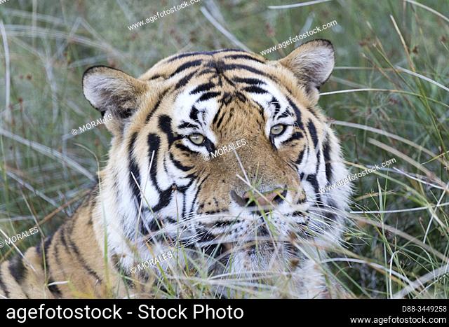 South Africa, Private reserve, Asian (Bengal) Tiger (Panthera tigris tigris), adult male