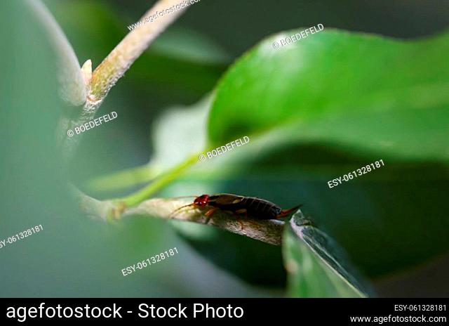 Close up of an earwig on a plant