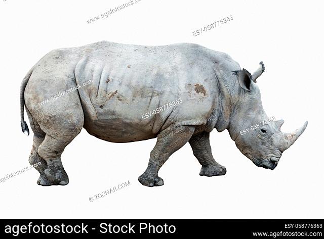 big rhinoceros isolated on white background