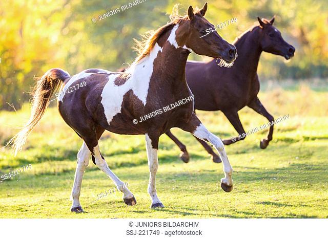 National Show Horse. Skewbald mare and Arabian horse galloping on a pasture. Germany