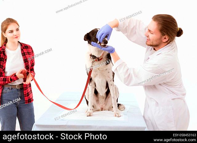 Male veterinarian opens dogs mouth by seperating jaws. Professional vet touching the dog and opening its mouth while her owner stands near holding leash in her...