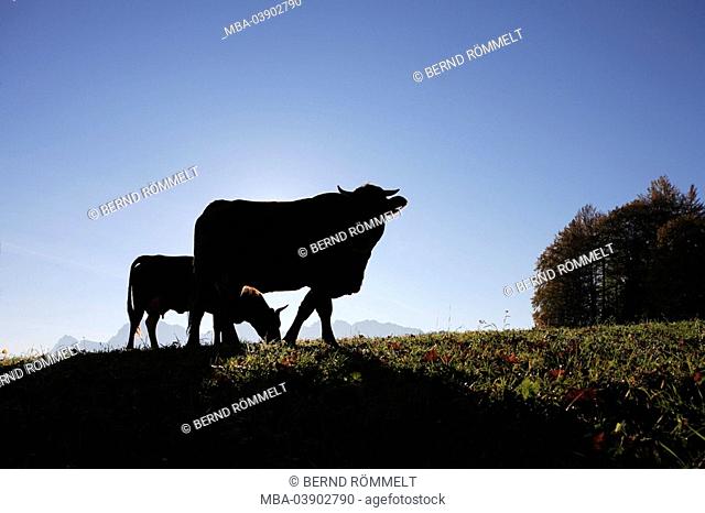 Meadow, cows, silhouette, back light