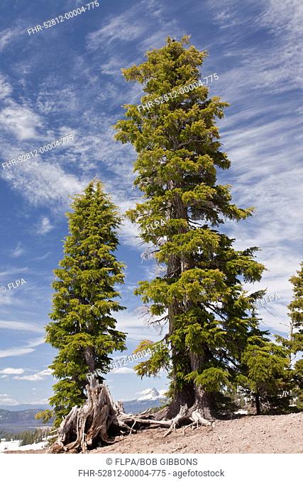 Mountain Hemlock Tsuga mertensiana ancient habit, growing at 7000ft 2200m, Crater Lake N P , Cascade Mountains, Oregon, U S A , july