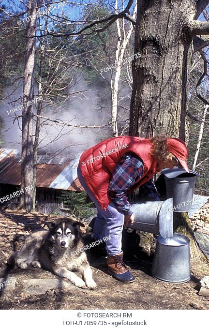 sugaring, Vermont, VT, Woman collecting sap from a maple tree during sugaringtime on Carpenter Farm in Cabot in the early spring