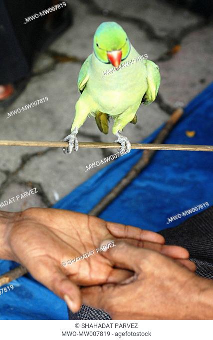 A trained parrot Shamrat perched on a bamboo stick while his master Aroz Ali - a fortune teller, reads the palm of a customer The parrot helps his master in...