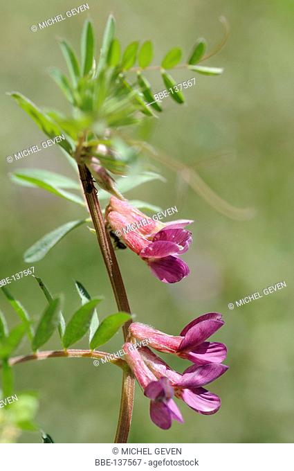 Flowering Hungarian Vetch
