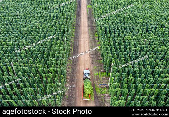 07 September 2020, Saxony-Anhalt, Weddegast: A tractor with a ripper drives the harvest through the rows of the hop garden of the Agrargenossenschaft Baalberge...