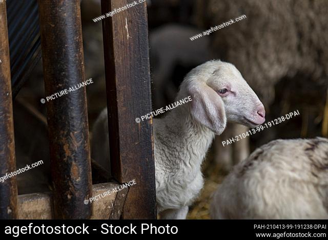 26 March 2021, Saxony-Anhalt, Zerbst: Easter lambs born in March 2021 lie on straw in the barn of the Frischbier sheep farm