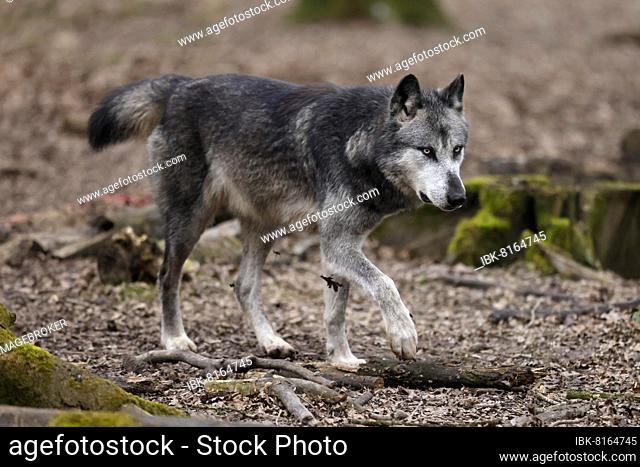 Mackenzie valley wolf (Canis lupus occidentalis), American wolf running in the forest, captive