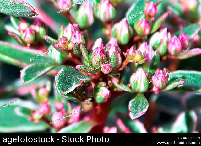 Tiny pink closed blossom buds on a sedum plant