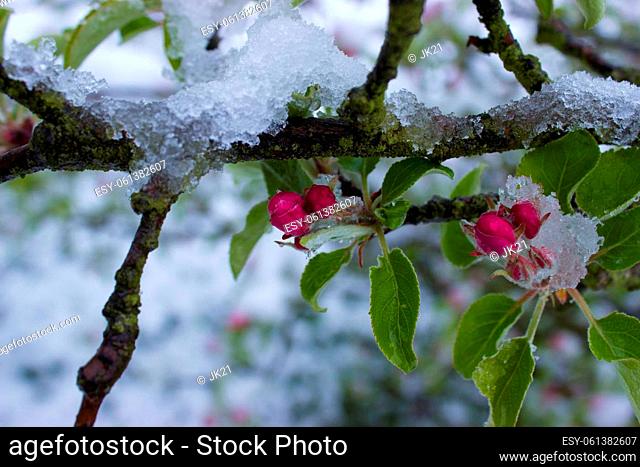 Return of winter to spring. Snowy apple blossoms