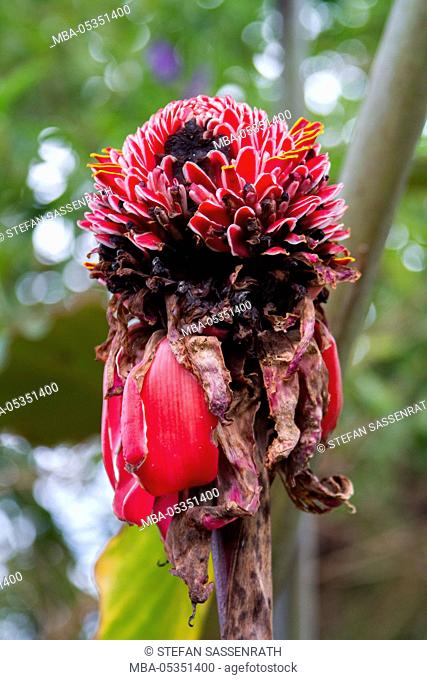 witjering torch ginger