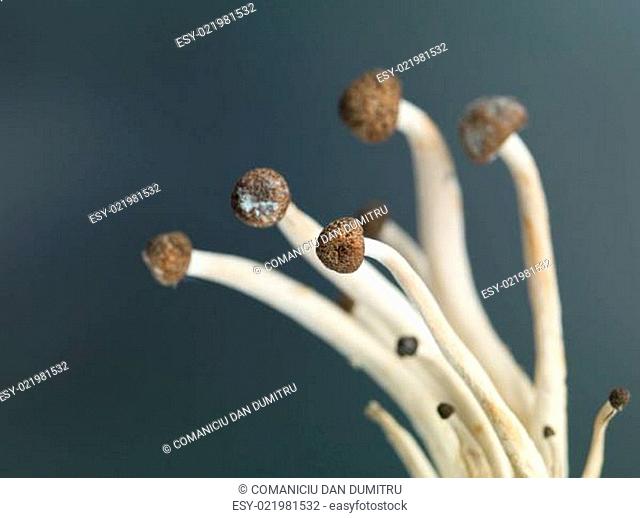 concept image showing delicate enoki mushrooms