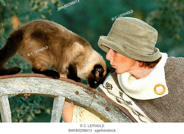 Siamese, Siamese cat (Felis silvestris f. catus), on cartwheel smoching with woman with hat