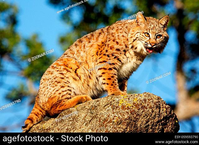 Bobcat (Lynx rufus) sitting on a rock
